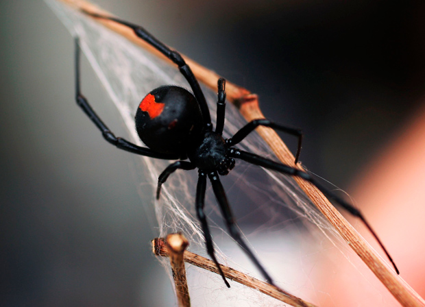 redback-spider