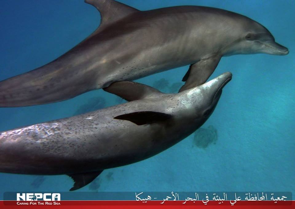 dolphins