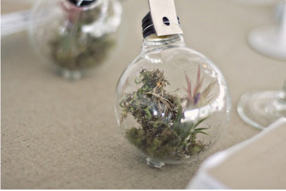 terrarium-2-e1284224815190