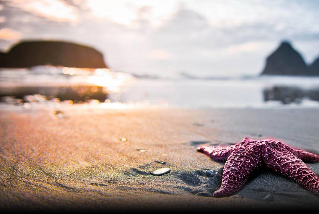 13355423_1733286130226397_1646097699_n