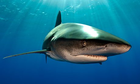 Shark-006
