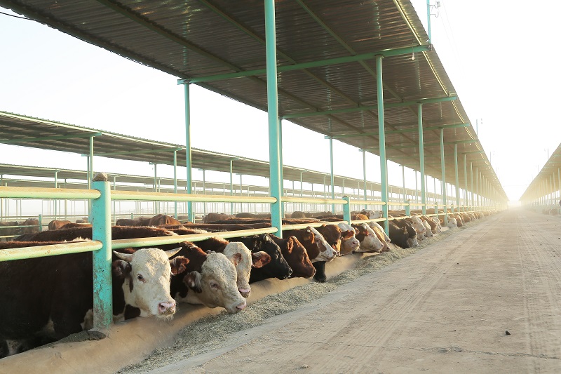 Everyone Deserves to Enjoy Eid and This Is What Misr El Kheir Is Doing About It