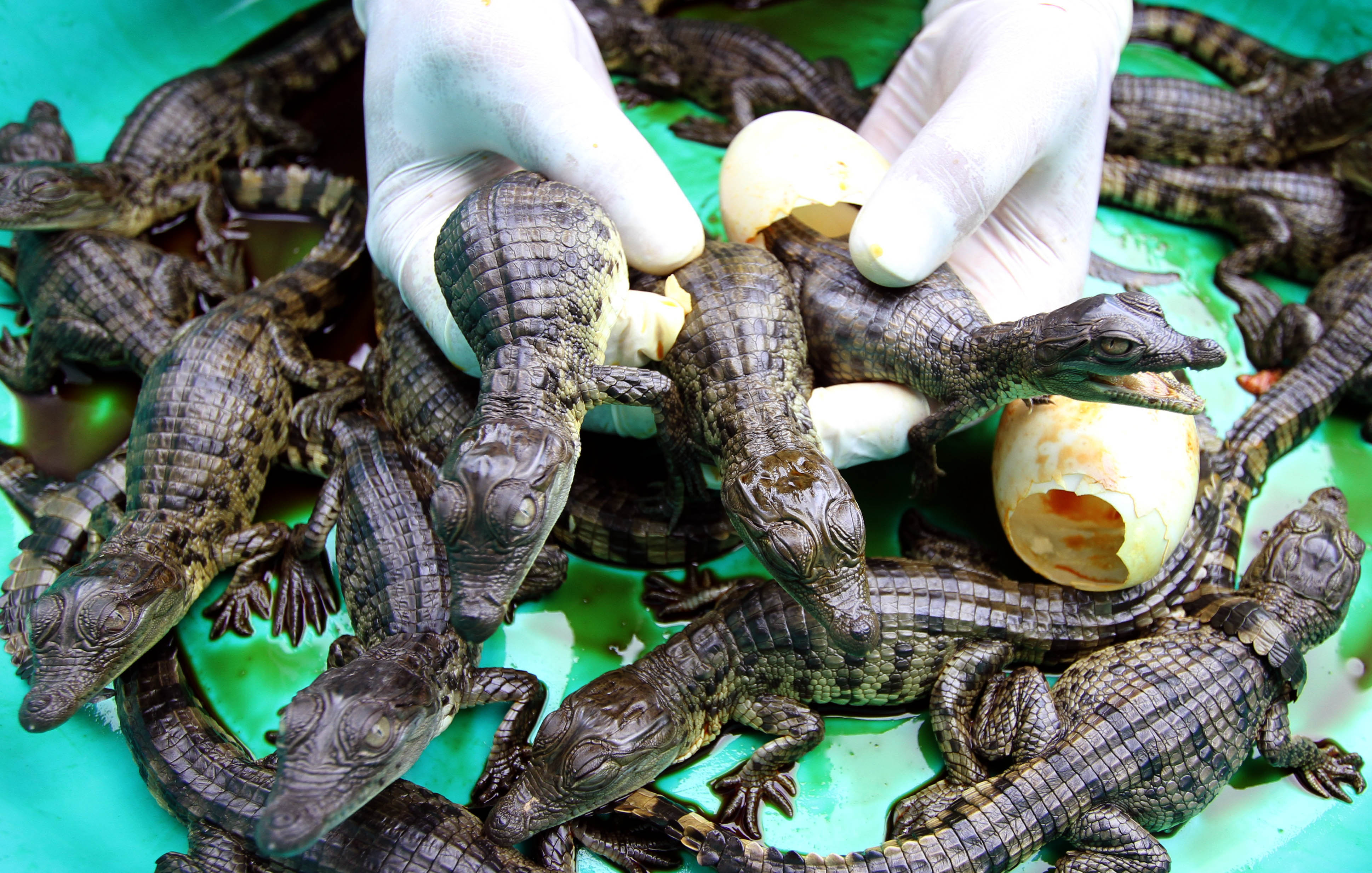 A veterinary shows newly hatched Philippine Crocodile, Also known as Crocodylus mindorensis at the Crocodile park in Pasay City, Philippines.(photo by ali vicoy)