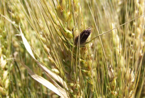 Egypt Cancels Its Zero-Tolerance Policy on Ergot Wheat