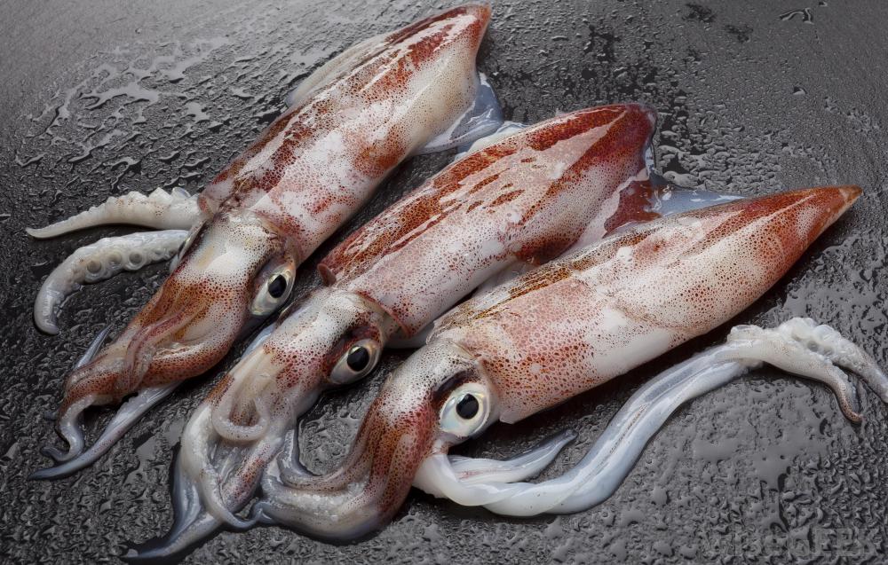 calamari