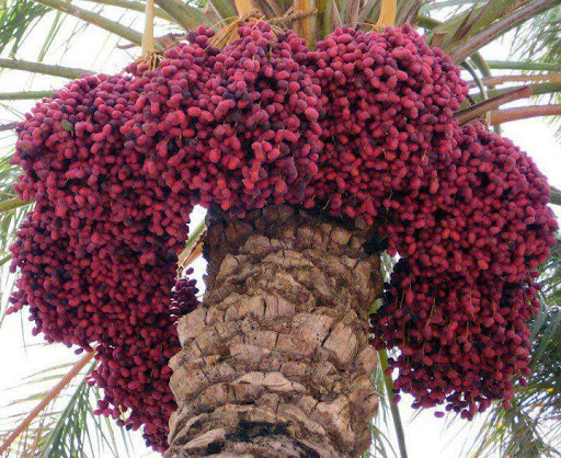 datesfruits