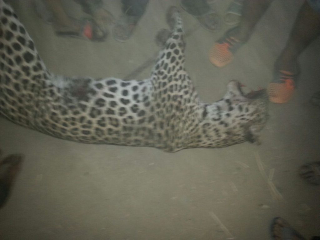 The leopard was shot by police after killing a 9-year-old girl. (Photo via Al-Arabiya)