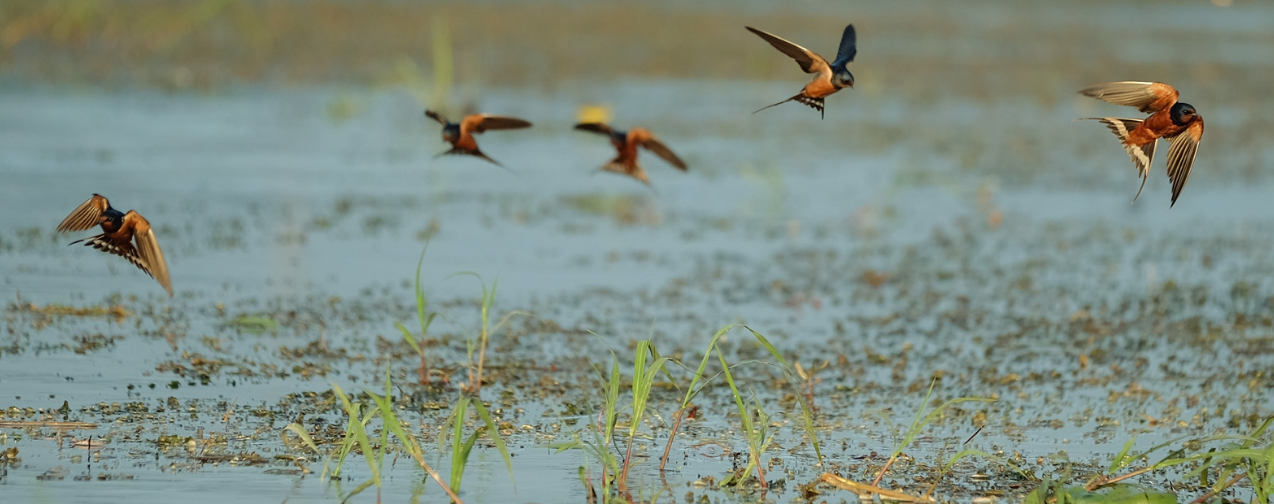 qanaaaaaaaaaaaaaaaaa