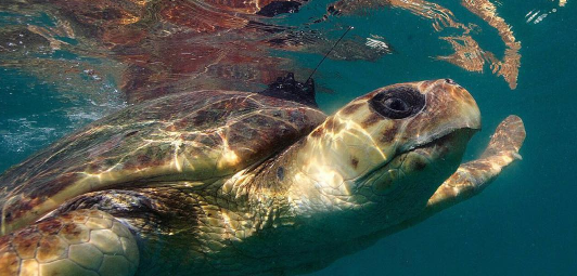 We Need to Talk About How Amazing the Dubai Turtle Rehabilitation Project Is