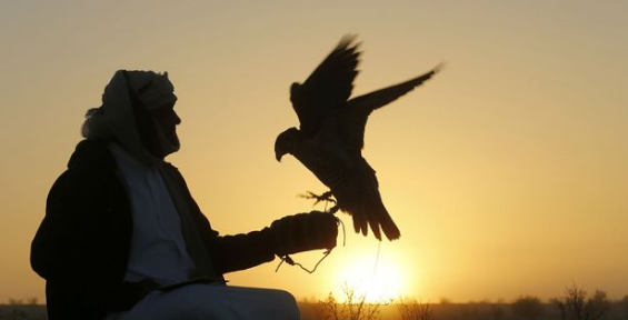 The History of Falconry and How Important It Is to the UAE