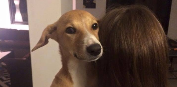 9 Reasons You Should Never Adopt a Baladi Dog
