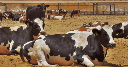 There’s a New Better Milk Alternative Now on the Egyptian Market