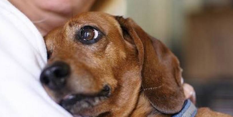 HOPE: The Egyptian Organization That’s Rescuing Baladi Dogs