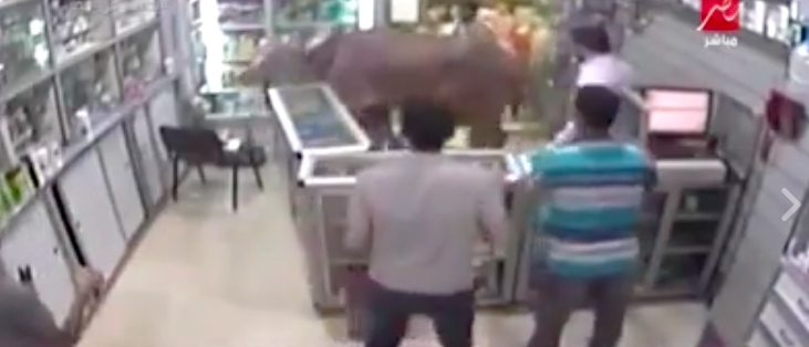 Insane Videos of Cows Running for Their Lives This Eid in Egypt