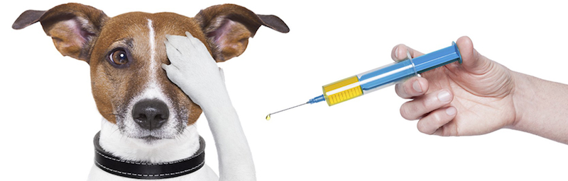 Here’s Everything You Need To Know About Registering Your Pet In Dubai