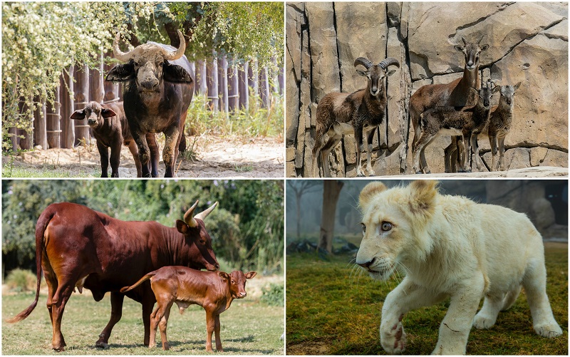30 New Species Just Made It To Dubai Safari Park and We’re Falling in Love
