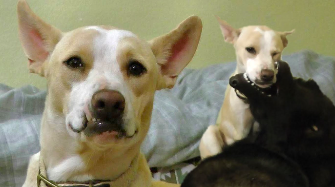 Baladi Dogs’ Owners Will Convince You Why They’re The Best Breed