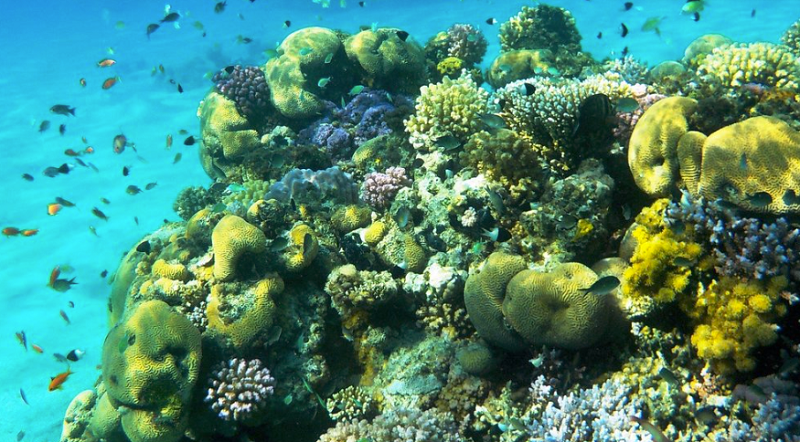 TripAdvisor: Marsa Allam’s “Sharm El Luli” in Egypt Ranked Among Top 25 Beaches Worldwide
