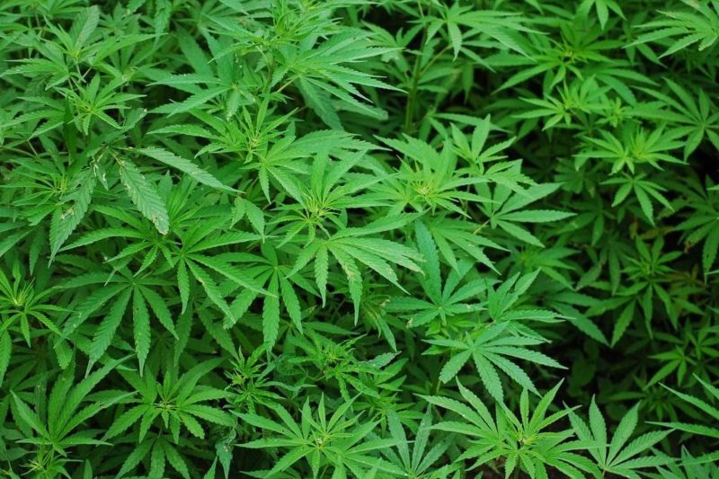 Guess Which Arab Country is One Step Away From Legalizing Marijuana!