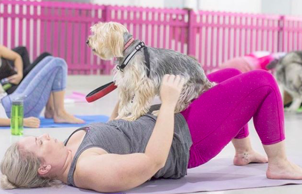 Puppies Can Now Take Pilates Classes in Dubai