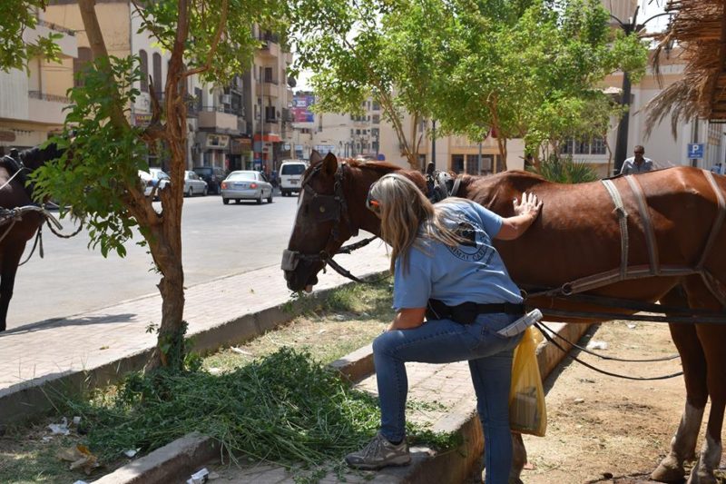This British Charity Saves the Lives of Thousands of Animals in Luxor
