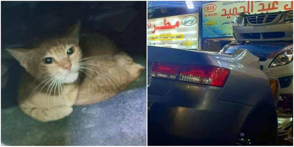 This Uplifting Story Might Bring Happy Tears to Your Eyes if You’re an Animal Lover!