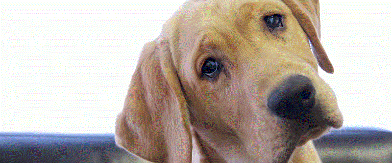 Abusing or Abandoning Pets is now Punishable by Law in the UAE!