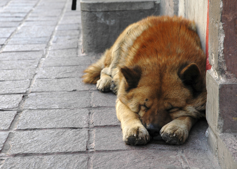 Animal Rights’ Advocates Just Filed a Case to Stop the Killing of Stray Animals in Egypt!