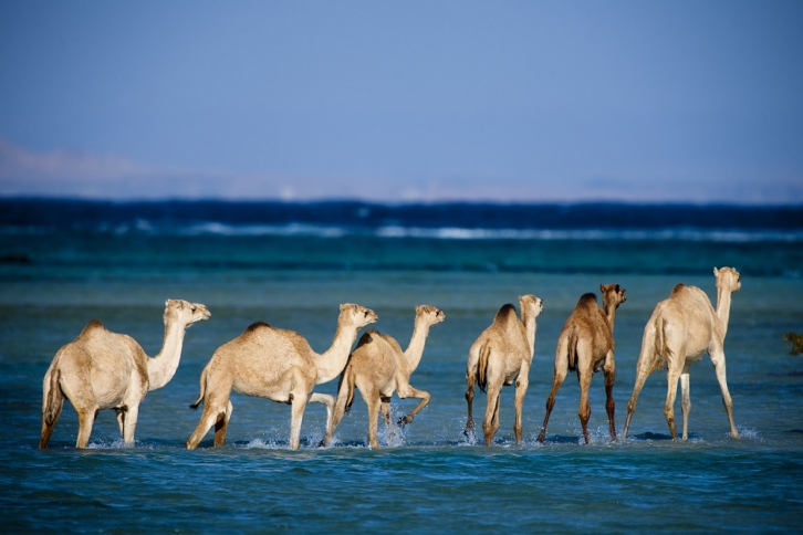 Everything You Need To Know About Egypt’s Hidden Gem: Wadi El Gemal