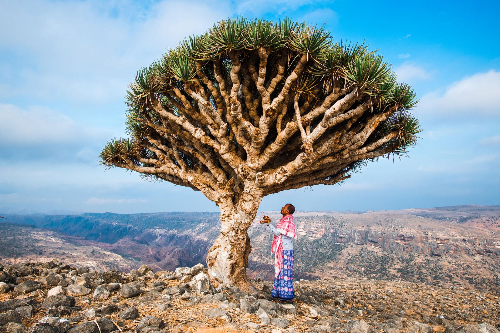 https://www.nationalgeographic.com/environment/2018/11/socotra-yemen-biodiversity-photography/