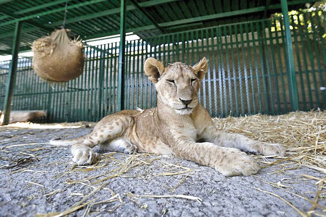 Saudi Youth Start a Campaign to Save Endangered and Abused Wild Animals
