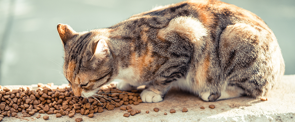 Dubai to Install Feeding Stations for Stray Cats Soon