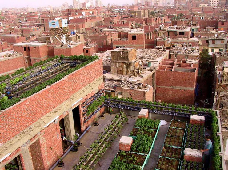 Cairo Governorate to Plant Roof Gardens Across Capital