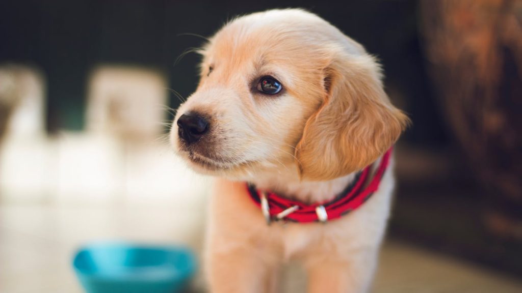 Trustworthy Pet Brands From the Middle East