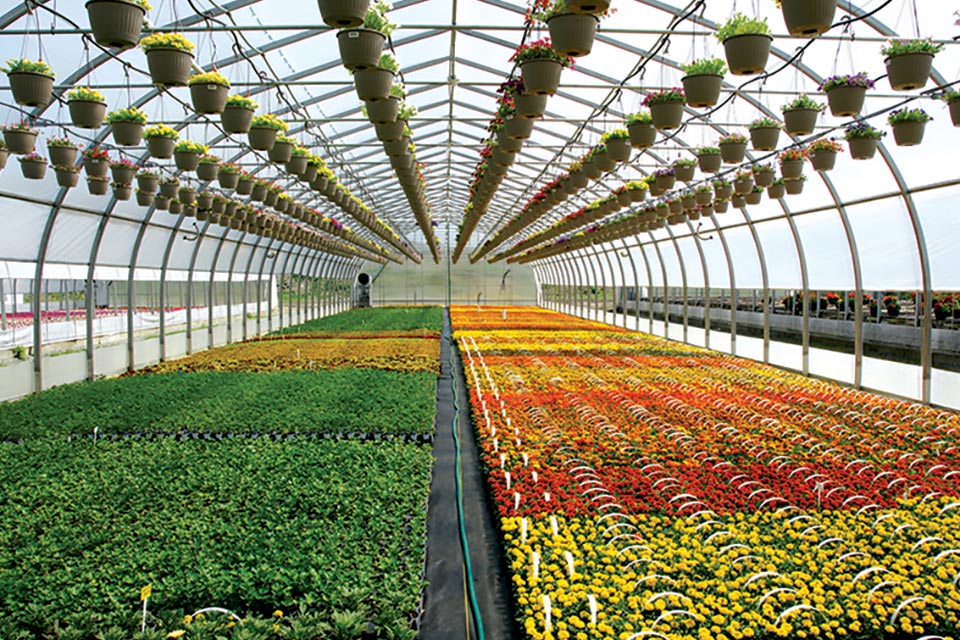Egypt’s New National Project to Establish 100,000 Greenhouses