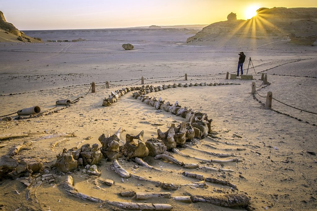 These 10 Prehistoric Animals Once Roamed Egypt