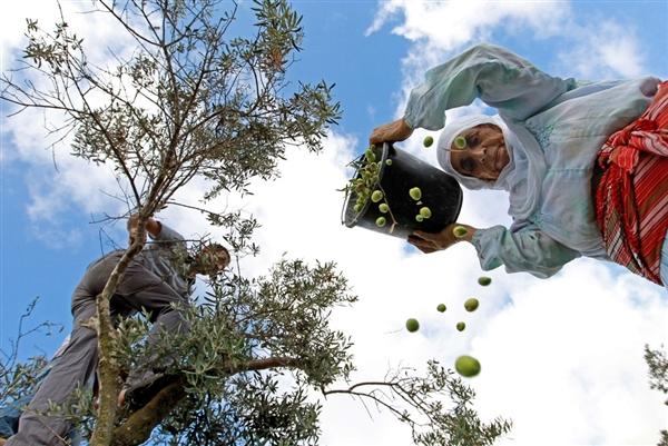 In Pictures: Celebrating the Olive Harvest in the Middle East