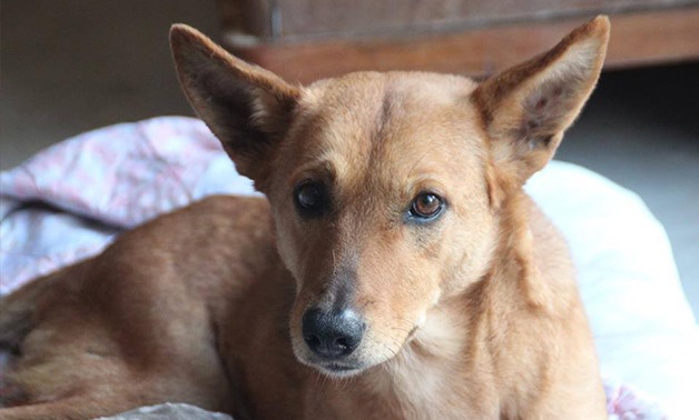 Egyptian Member of Parliament Submits Amendments to Penalize Animal Abuse