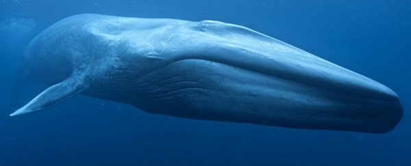 Viral Videos of Whales in Marsa Matrouh Denied by Ministry of Environment