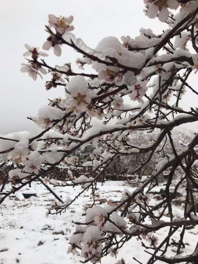 In Pictures: Snow-Covered Almond Blossoms and Mountains of Saint Catherine
