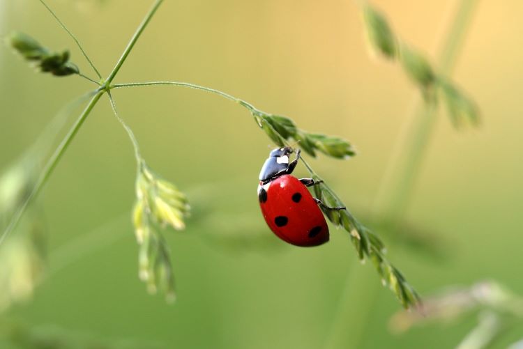 Insects and COVID-19: 5 Possible Coronavirus Carriers