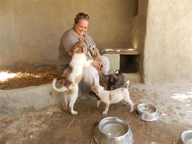 More Than a Shelter: Hurghada’s Bluemoon Animal Center and the Couple Behind It