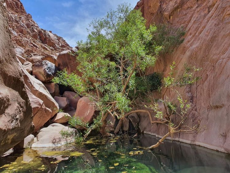 A Scoop of Hope: Water Revives the Mountains of Sinai While the Earth Gets Her Moment of Peace