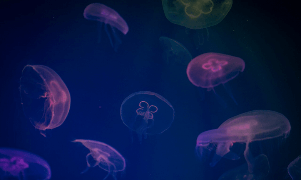 It’s Jellyfish Season! Meet the 3 Species That Like the Red Sea as Much as You Do