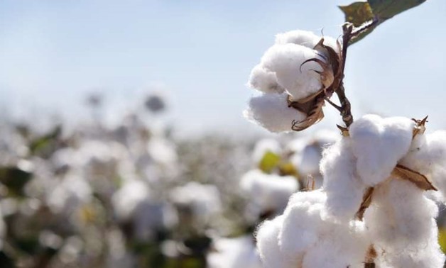 Egyptian Cotton is Being Restored to its Former Glory Thanks to This Initiative