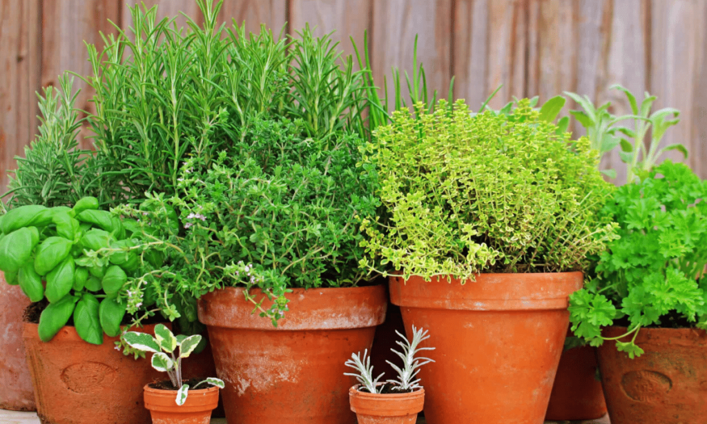 Urban Gardening: 6 Immunity-Boosting Plants to Grow for a Happier Healthier Home