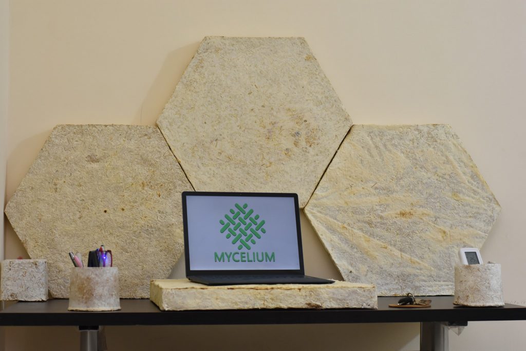 Mycelium: The Egyptian Startup Using Fungi to Create Sustainable Building Materials and Products