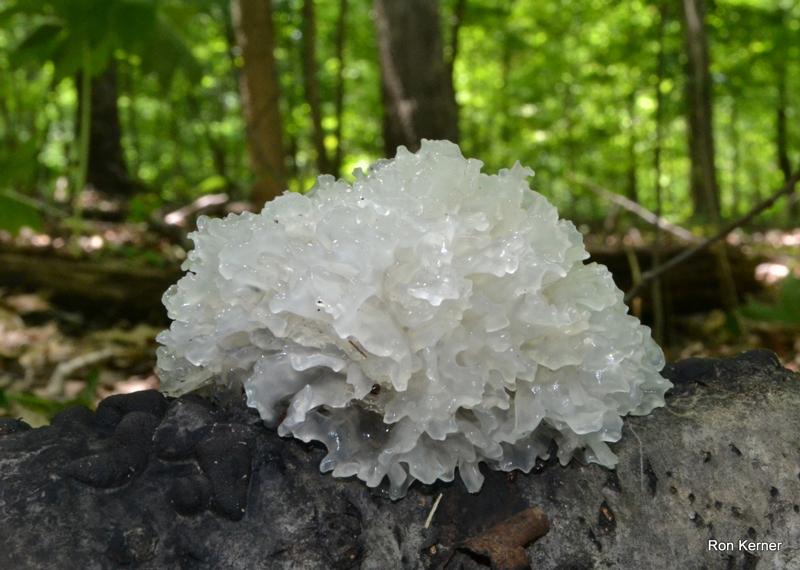 superfood-mushroom