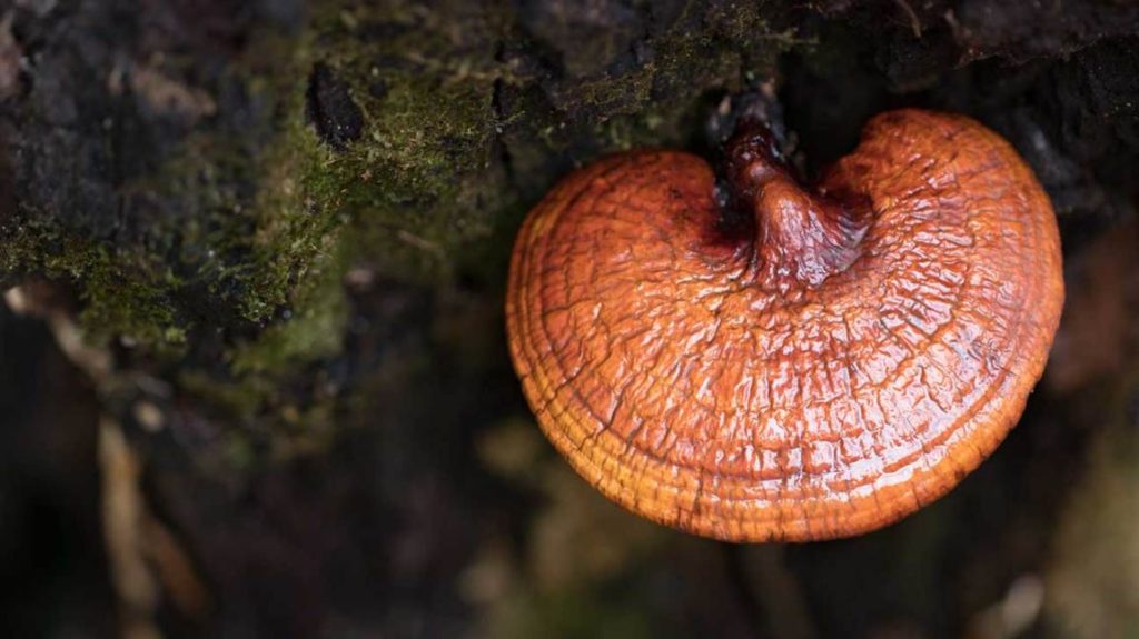 superfood-mushroom