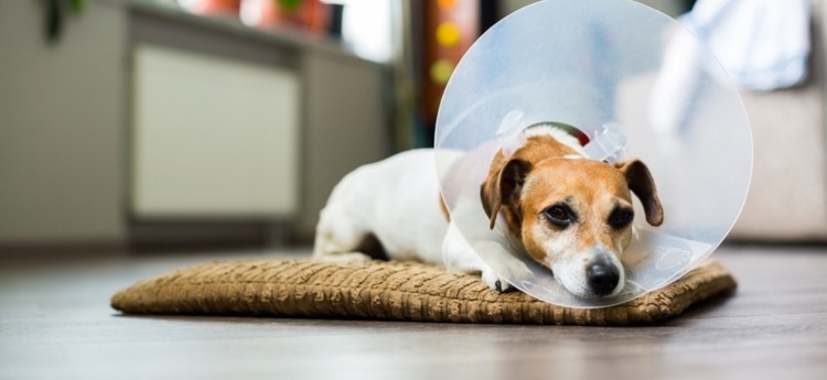 It’s Spay/Neuter Awareness Month, Here’s Why Our Region Needs to Step Up